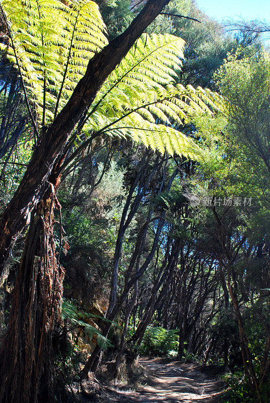 Punga Fern，新西兰人行道